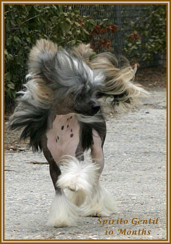 Spirto Gentil Della Castafiore