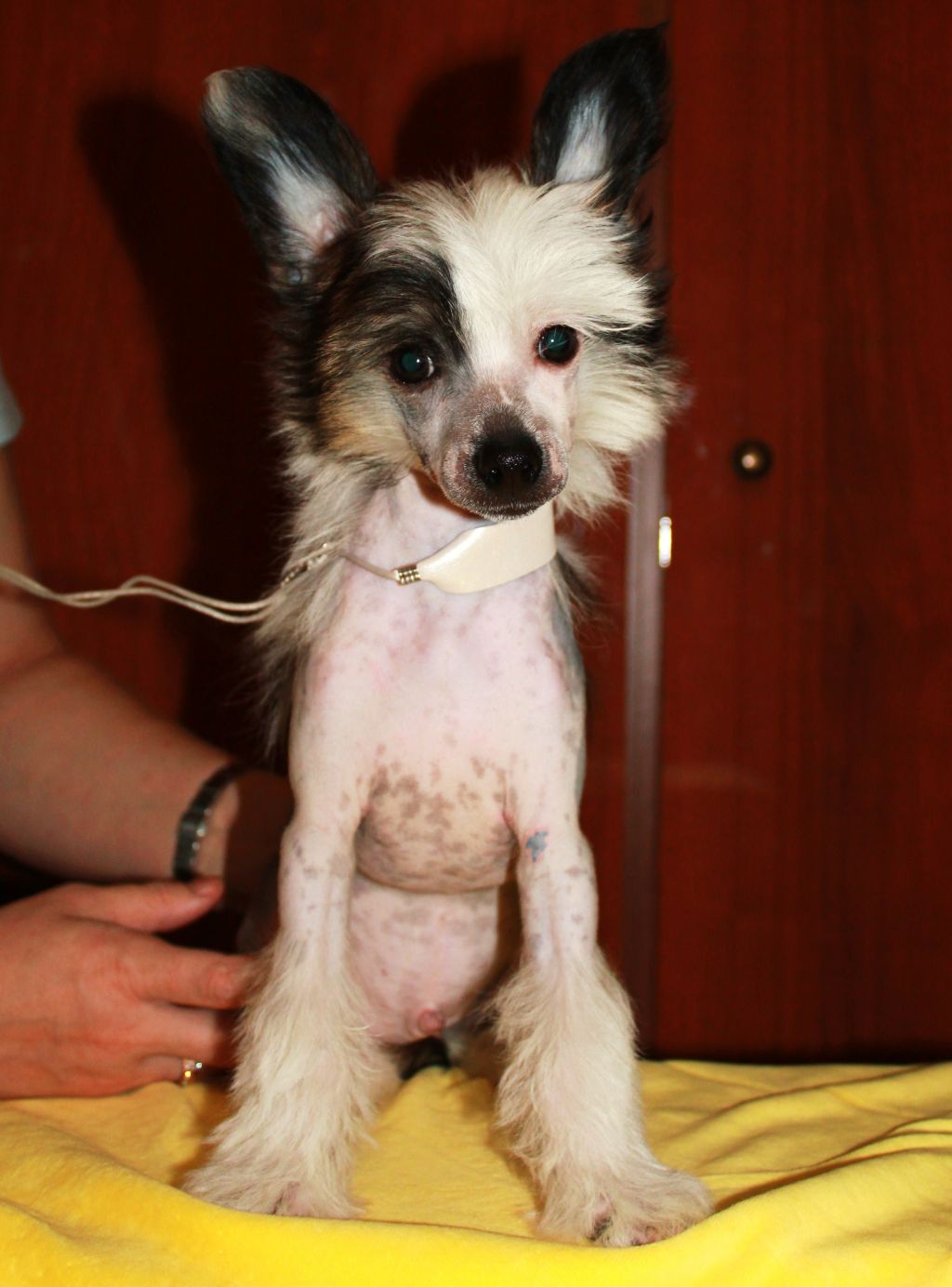 Kidsolarus  Elbert  Elegant  Escort