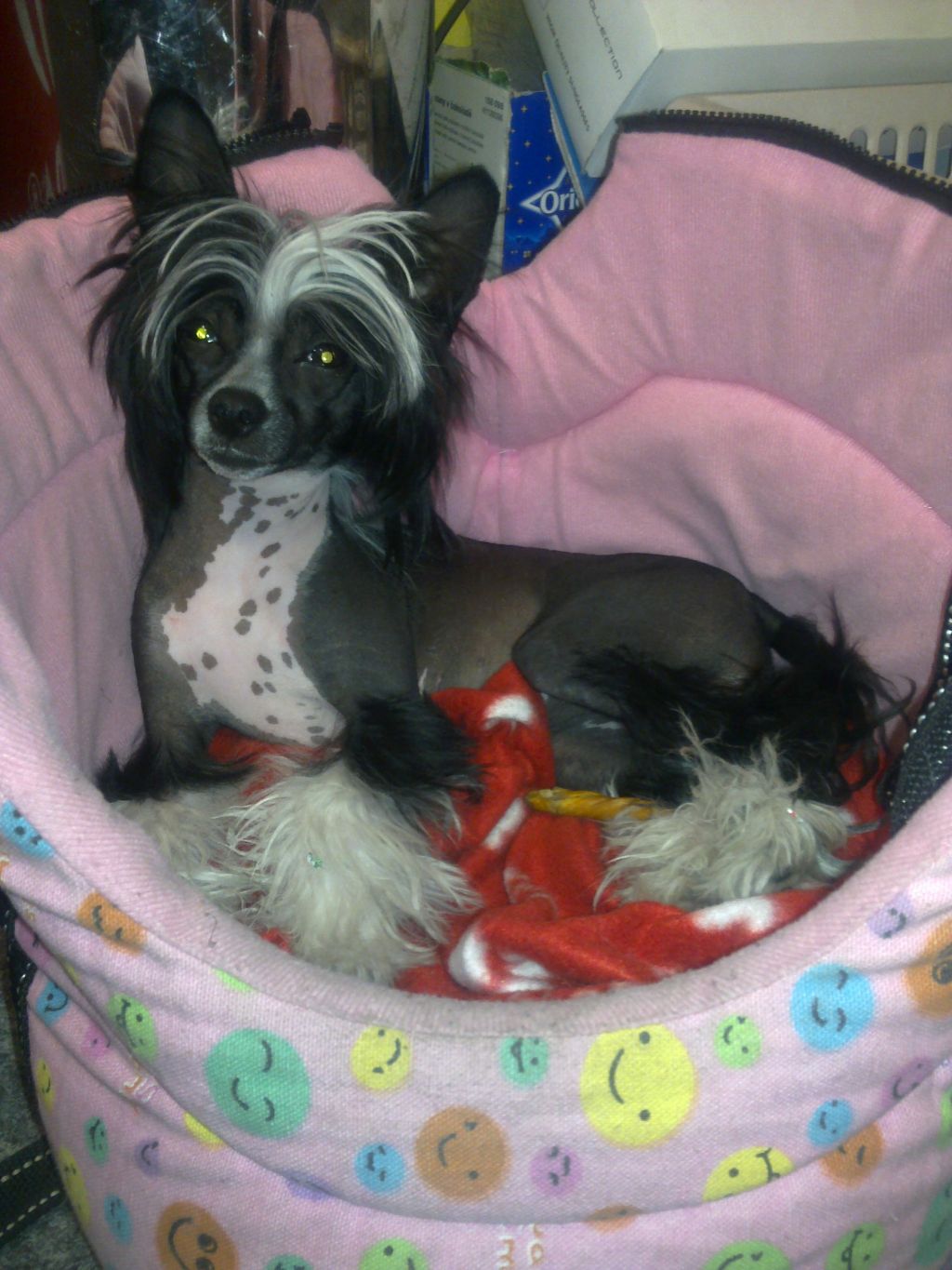 Bamboo Bear  Runique