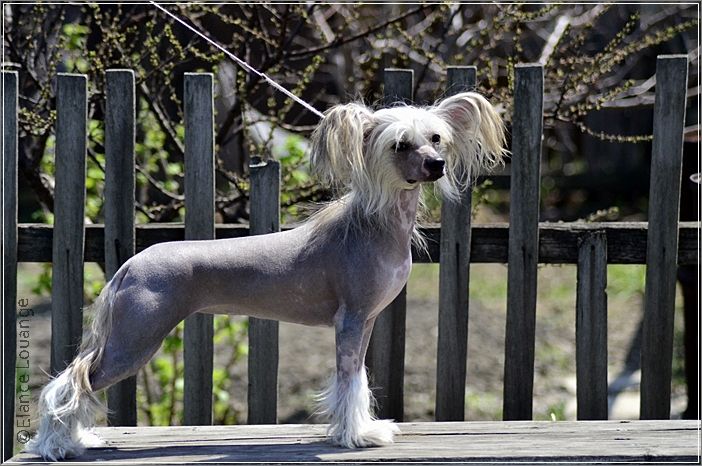 Elance Louange Bravo Lady Blues