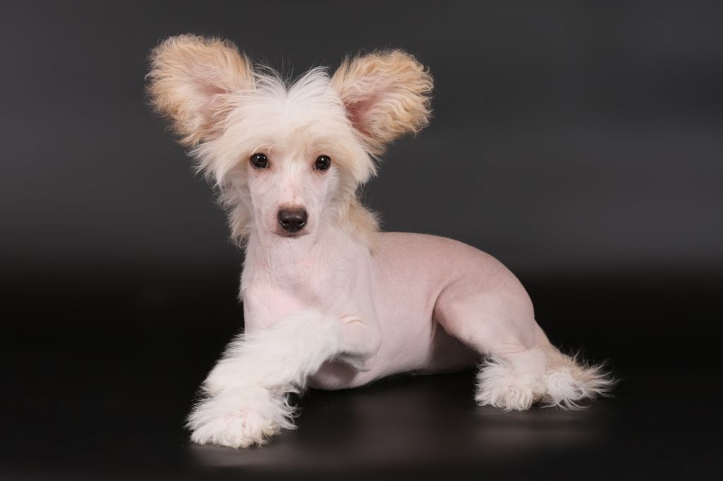 Nyu Art Sheldon Solnechnii Mirag