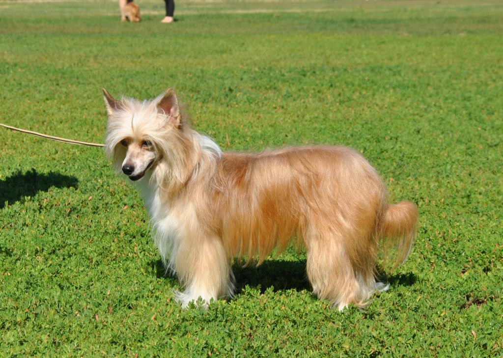 Ingrus Hillari Izyahsnaya Ledi