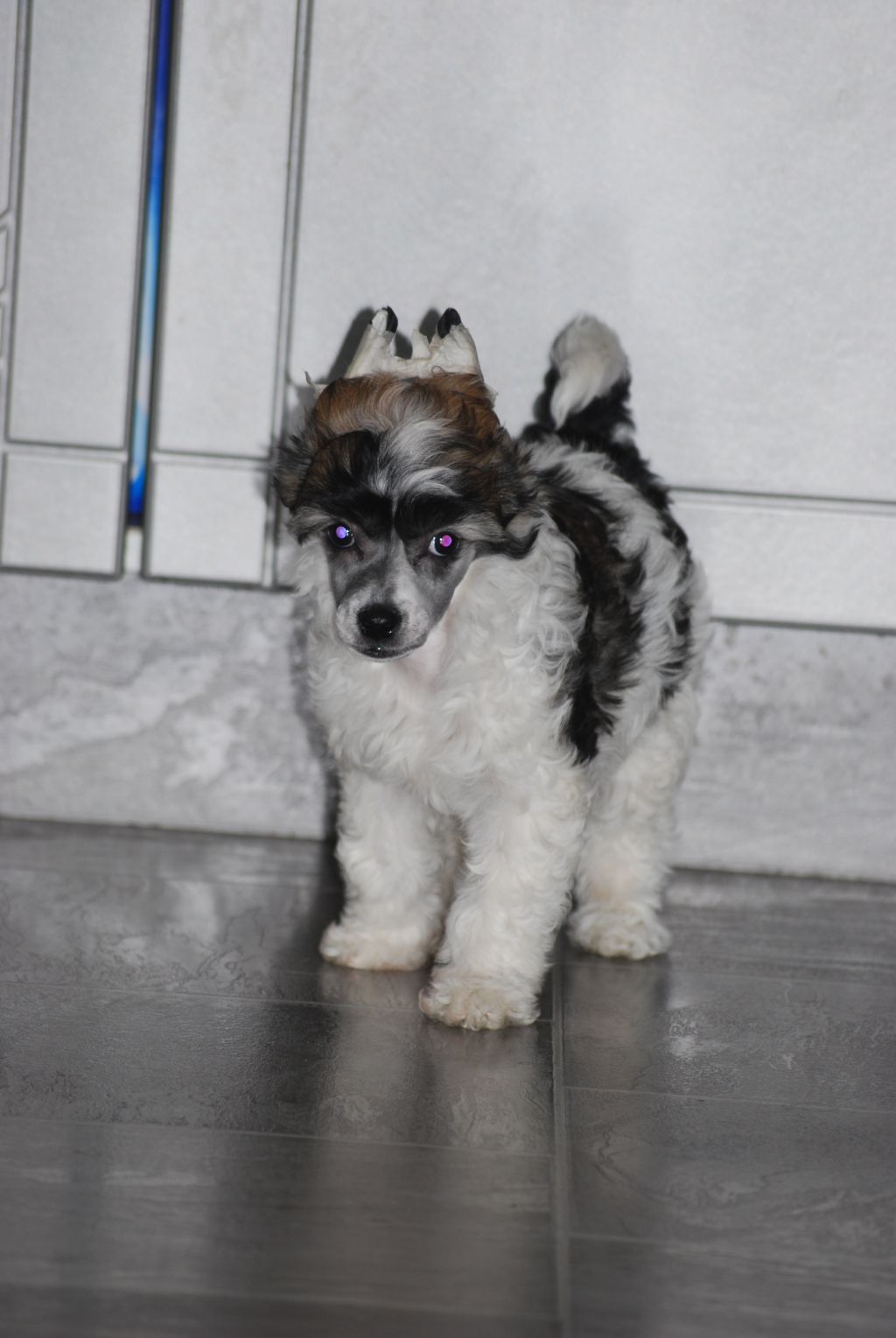 Stormcrest Magica de Hex