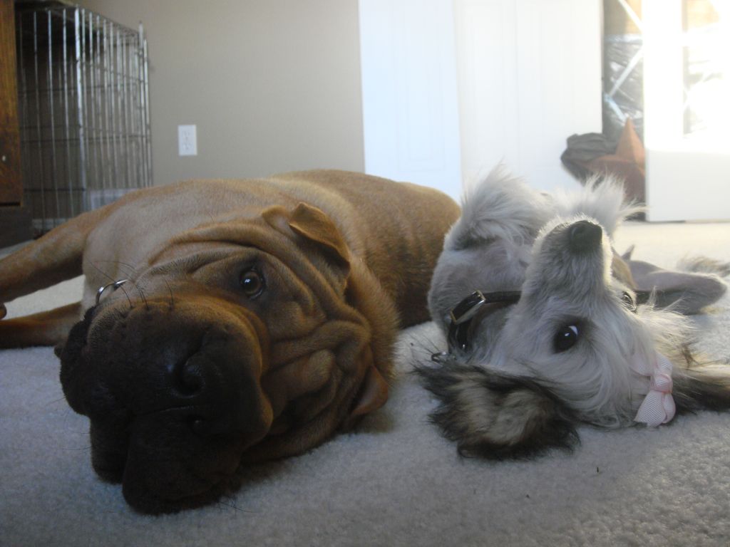 McShane's White Hot Flame