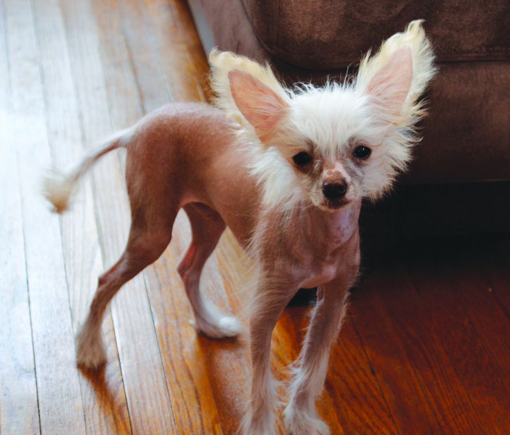 McShane's Igniting Spark