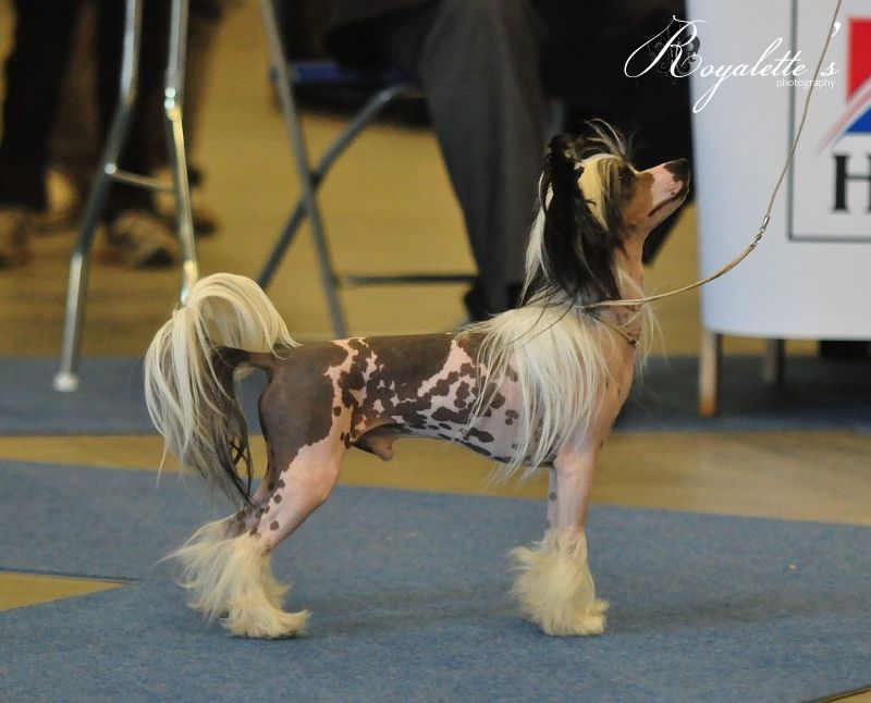 Joyway's Son Of The Sun