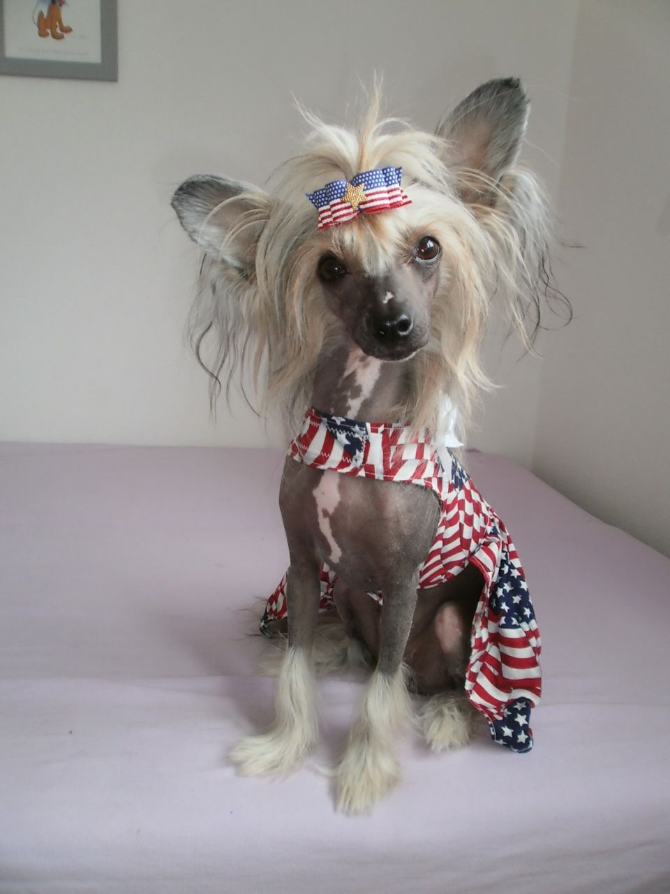 Crest-Vue's Angels Amoung Us