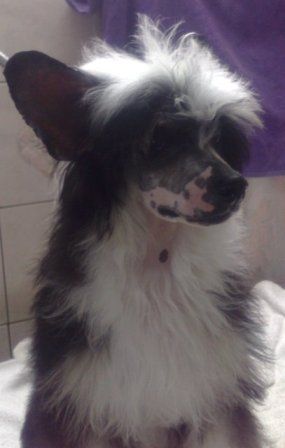 Crest-Vue's Angel-lina Jolie