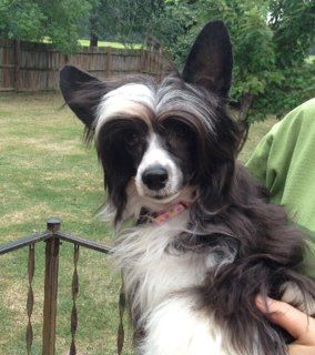 Koridawns Wild By Design