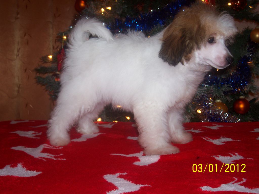 Irax-Lorenzo Gold Anet