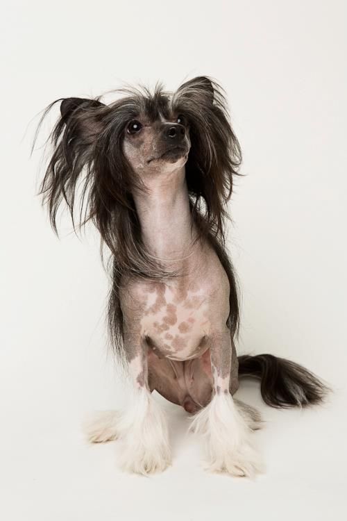 Estillinis Paradiso De Tosca