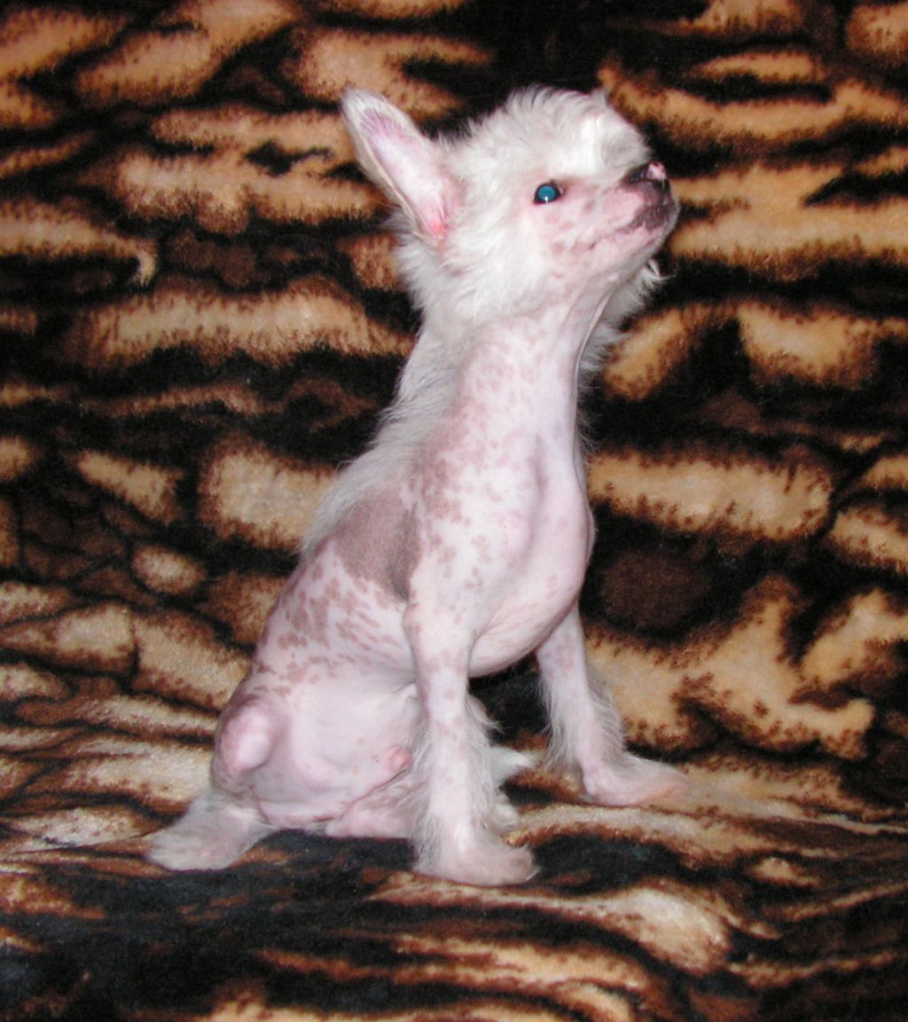 Harvey Leader Just Beauty