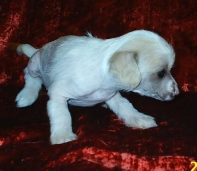 Nyu Art Yuan' Yarkii Mir Sovershenstva