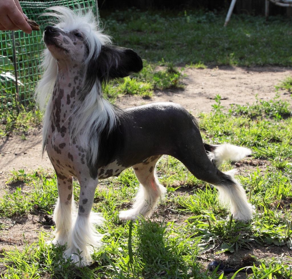 Fantastik Kashmir Frau-Krau