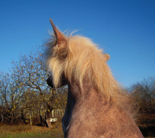 Absolute of a Victory Grazia Laila