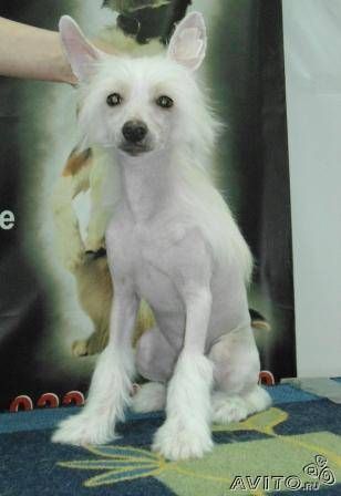 Nyu Art Tak Budet Vsegda