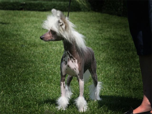 Yorkhouse Celtic Warrior