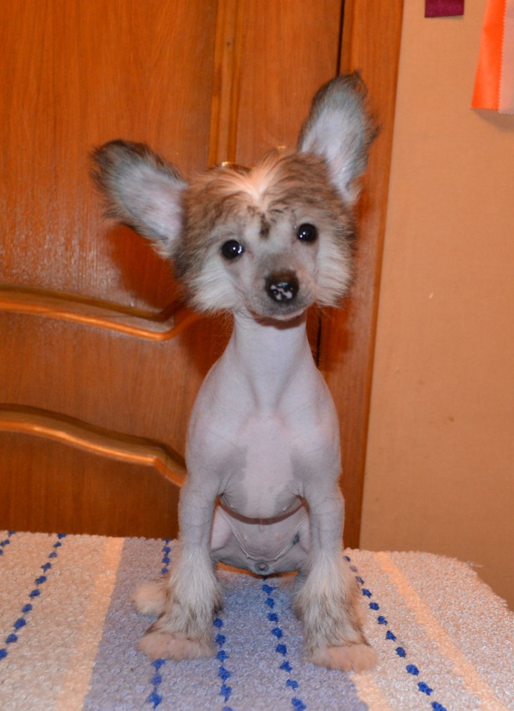 Exotic Paradise Naomi