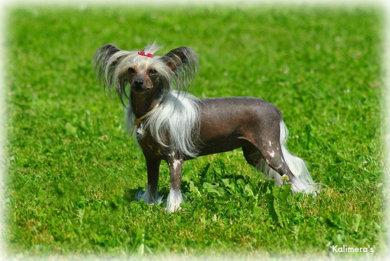 Anirac's Tutti-Frutti