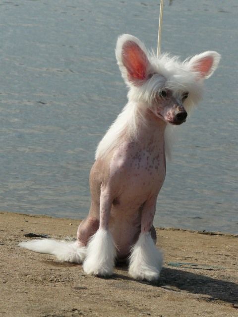  Fantastik Kashmir Tamilla  