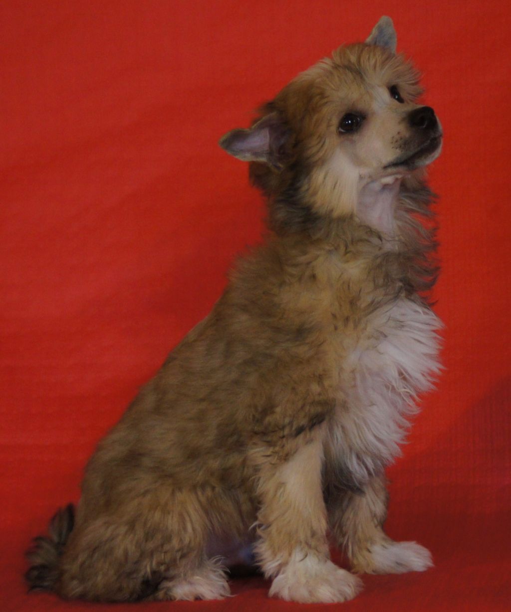 B-Litter by Angel-Crest