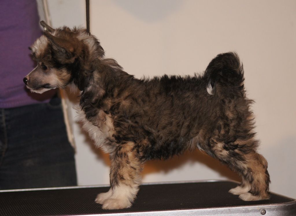 B-Litter by Angel-Crest