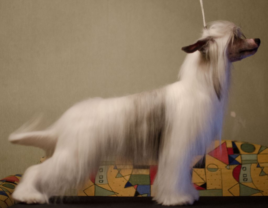 Anna Sky Kennel Variety Show