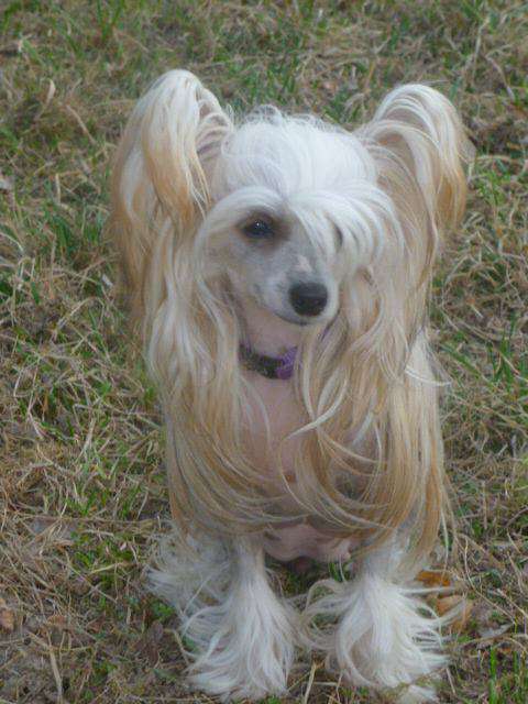 Daenerys Loiseleuria