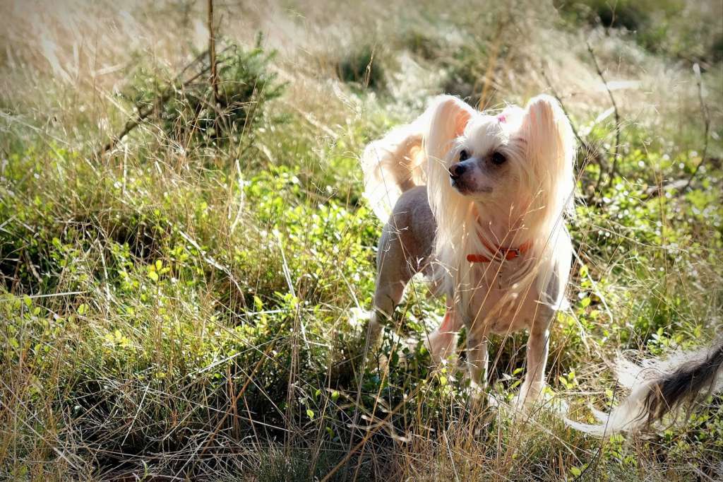Bibi Caramella's Family