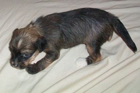 Spiritual-Mosaic Sparkling EFX