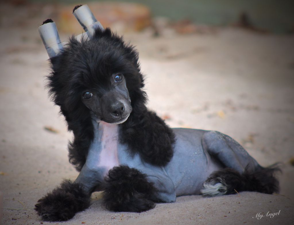 Cristalls When in Rome