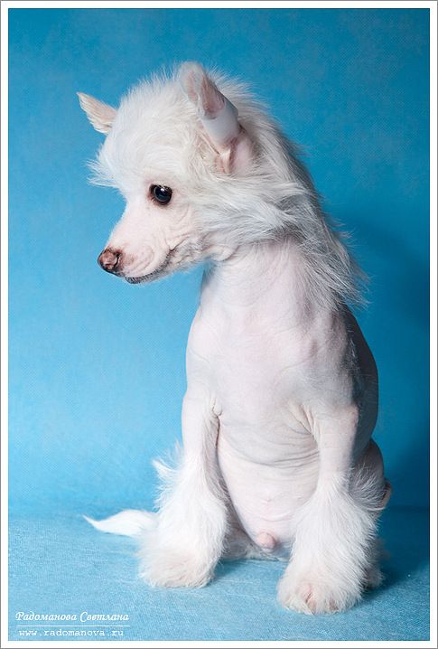 Kamrel Edward Cullen