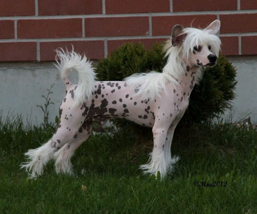 Sunstreaker Love Bug Stormblåstens