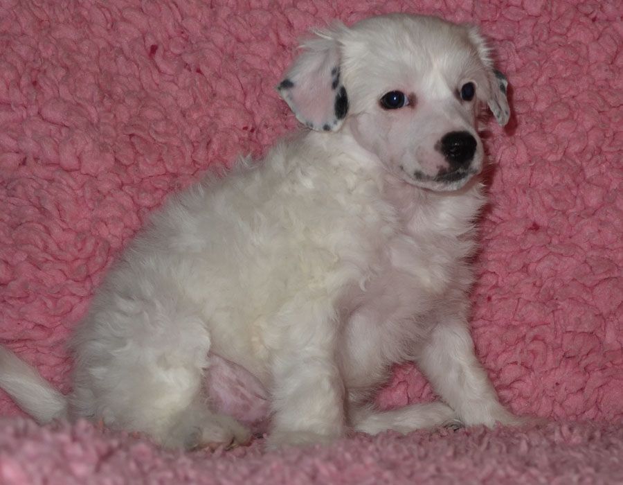 Sunstreaker Larger than Life