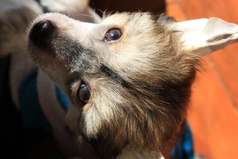 Pequin Mirrage Alba Fox