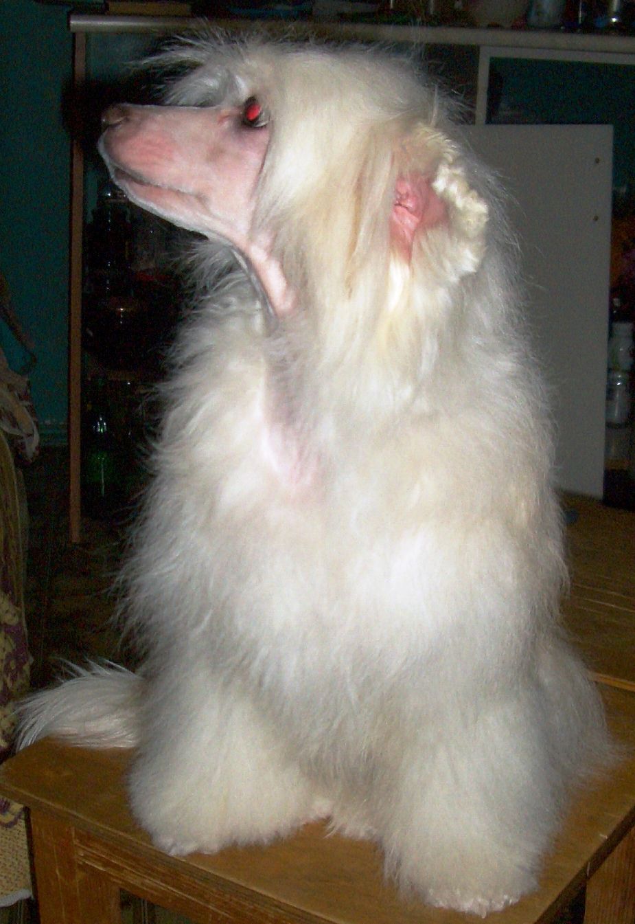 Crested Charm Zlata Valencija