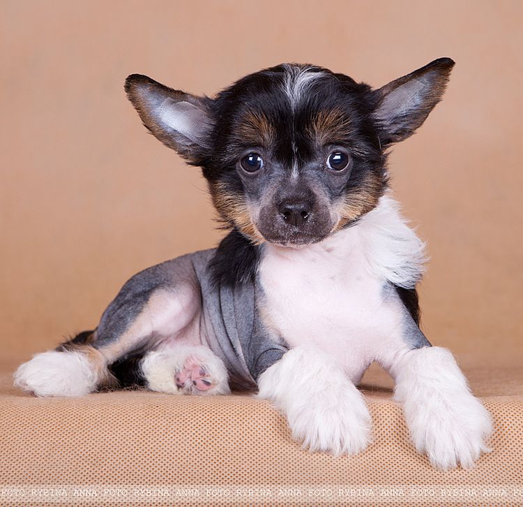 Dogland Happy Nomination