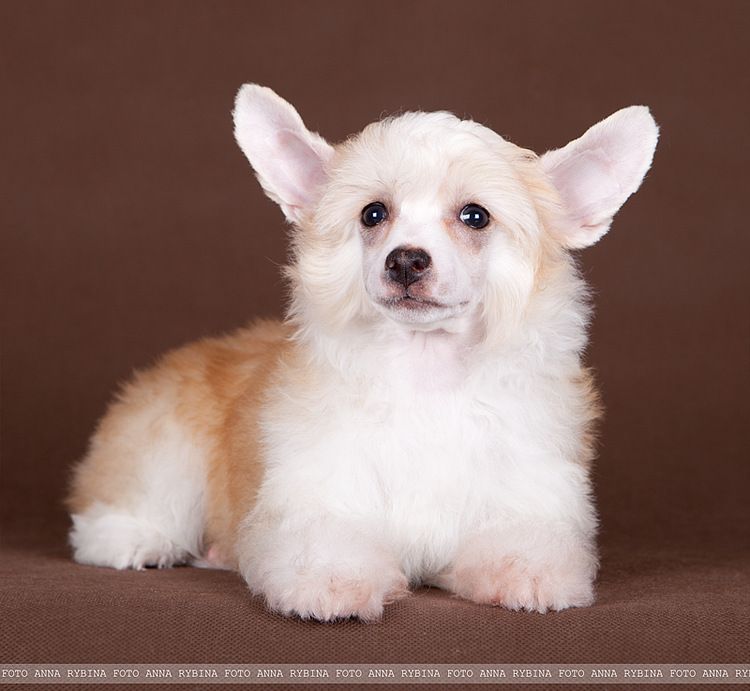 Dogland Happy If You Believe 