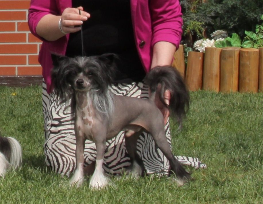 Firecrest The Wanted Man