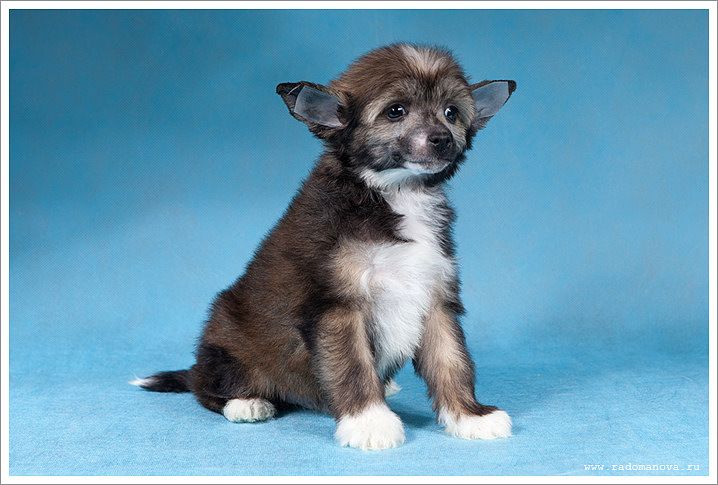 Dogland Happy Zvezdohet