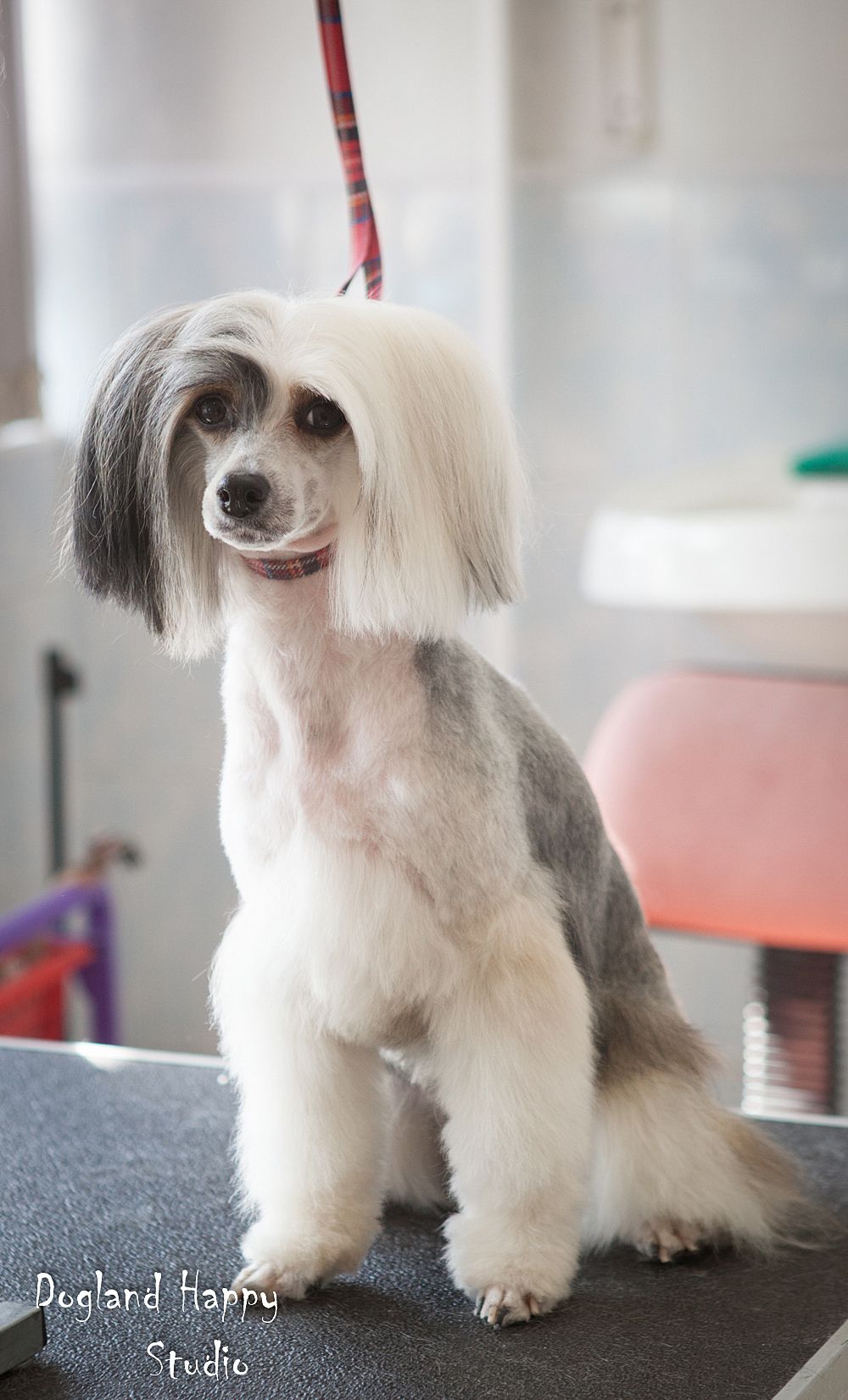 Dogland Happy Zvezdnaya Noch