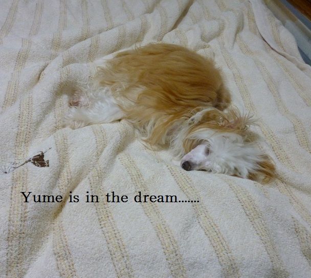 Rino Anne JP Strawberry Dream