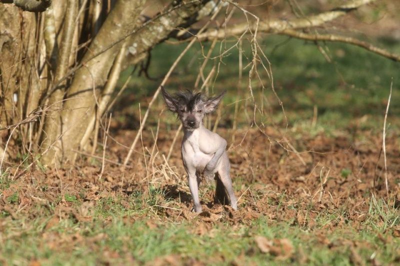 Eden's Garden gold lost in the deep abyss "Gucci "