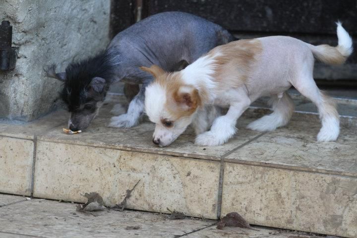 Eden's Garden Ghost whisperer of truth