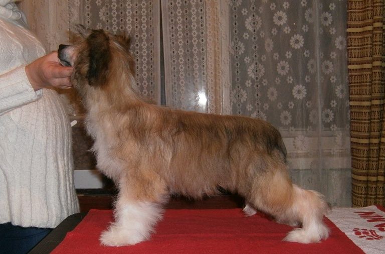 Karnelius Zlata Diva