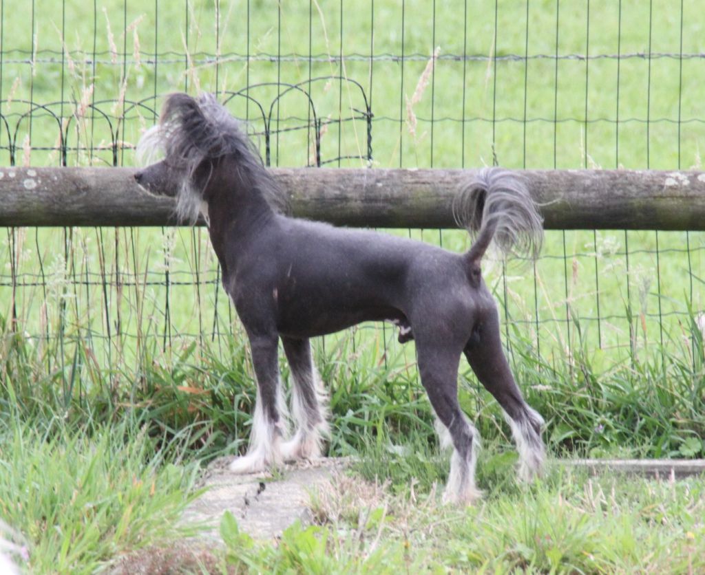 Moet & Chandon of Blue Champagne