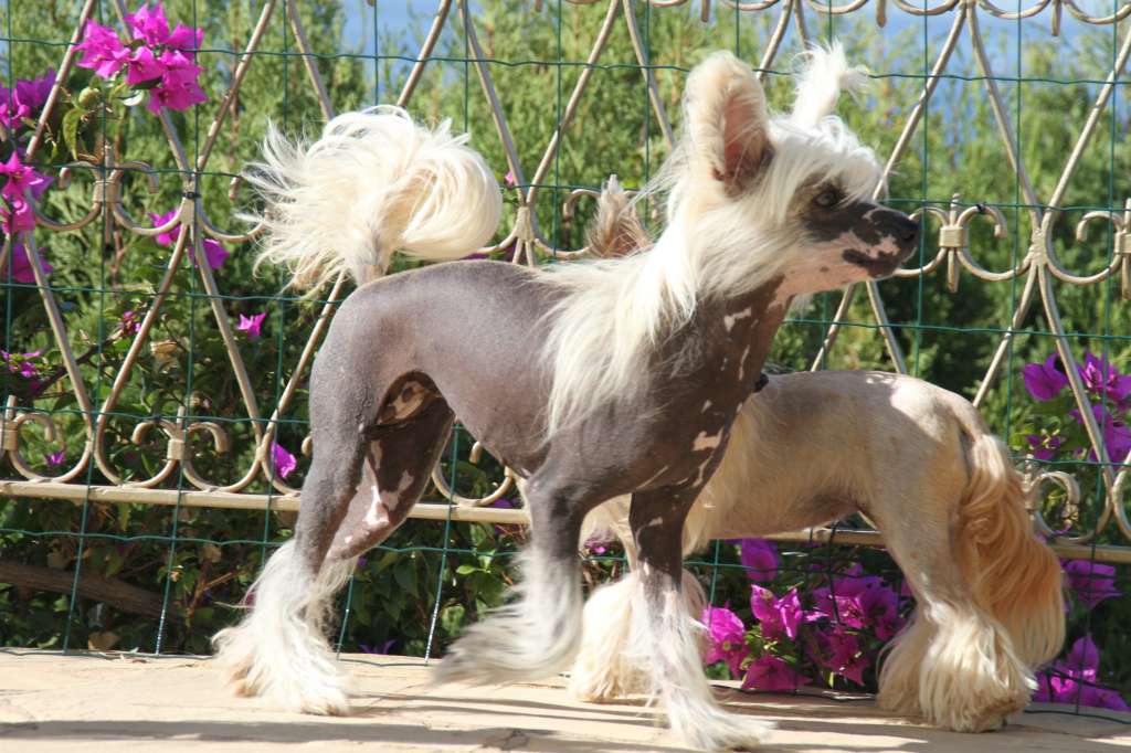 Belle Epoque of Blue Champagne