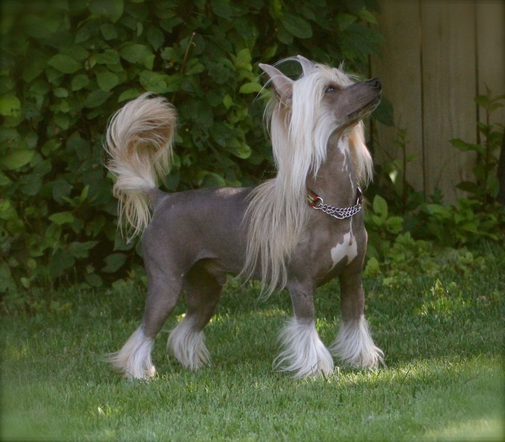 Caipirinha's Nutbush city limit