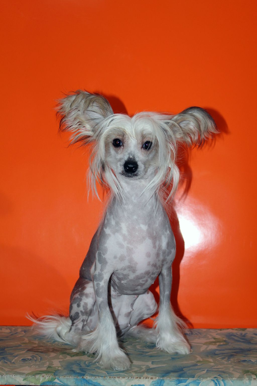 Freedom iz Diamond Sity