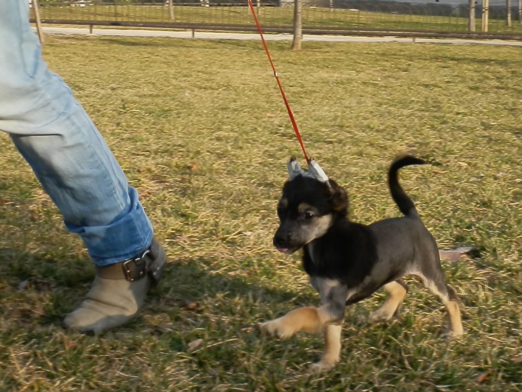 Forrestier's I'm Titanium